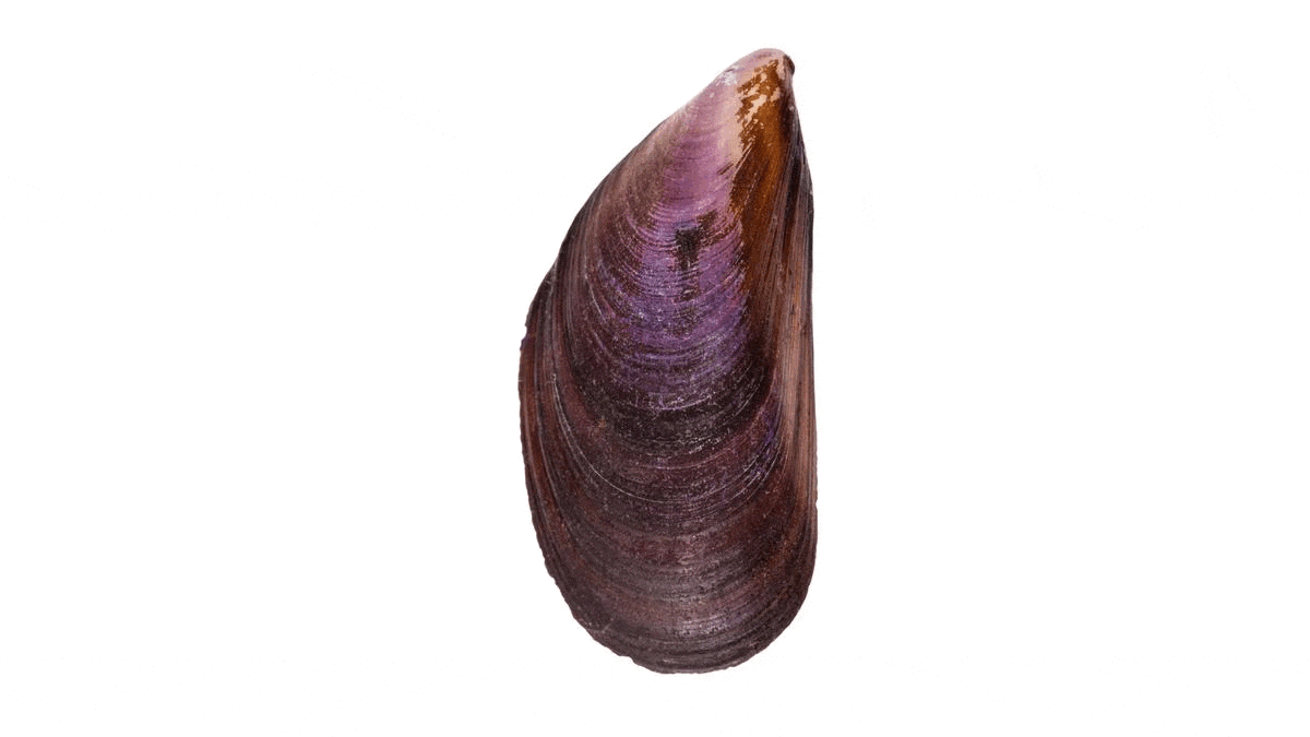 como abrir mejillones sin cocer